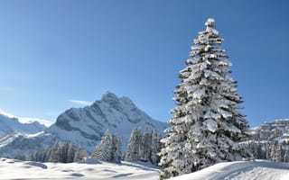 Картинка Высока покрытая снегом ель под голубым небом на фоне горы