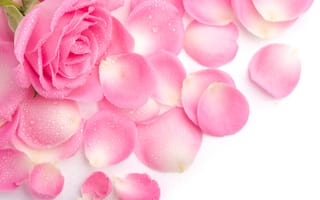 Картинка Красивая нежная розовая роза в каплях росы с лепестками на белом фоне
