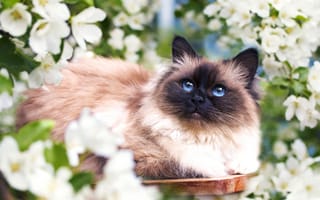 Картинка Красивый голубоглазый сиамский кот в белых цветах