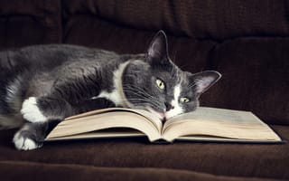 Картинка Серый кот лежит на книге на диване