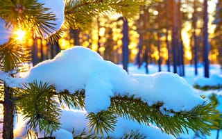 Картинка Белый снег лежит на еловой ветке под ярким зимним солнцем