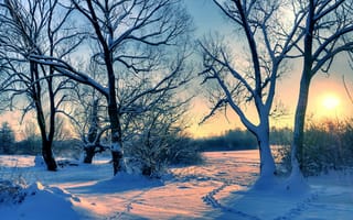 Картинка Высокие покрытые белым снегом деревья в лучах солнца на рассвете