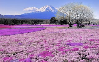 Картинка Красивые поля цветов на фоне вулкана Фудзияма, Япония