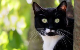 Картинка Испуганный черно белый кот с длинными усами