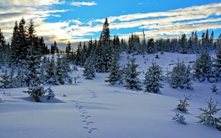 Картинка Красивый покрытый снегом хвойный лес под красивым небом