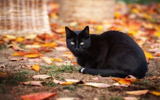 Картинка Черный кот сидит на земле с опавшими желтыми листьями