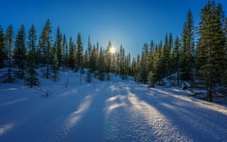 Картинка Солнце пробивается сквозь зеленые ели в лесу зимой