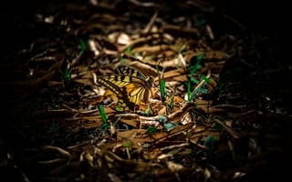 Картинка Бабочка махаон сидит на зеленой траве