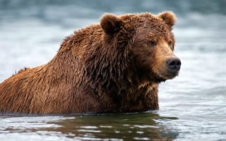 Картинка Большой мокрый бурый медведь в воде