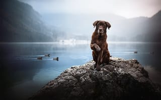 Картинка Грустный коричневый пес сидит на камне у воды