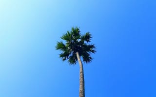Картинка Зеленая верхушка пальмы на фоне голубого неба