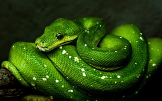 Картинка Красивая большая зеленая змея крупным планом