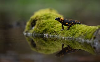 Картинка Красивая саламандра отражается в воде