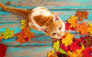 Картинка Красивый рыжий кот на столе с опавшими листьями