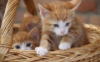 Картинка Рыжие милые котята сидят в плетеной корзине