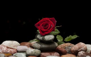 Картинка Красивая красная роза лежит на декоративных камнях на черном фоне