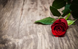Обои Красивая красная роза на деревянной поверхности