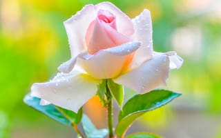Картинка Красивая нежная розовая роза в каплями на лепестках