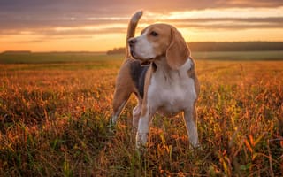 Картинка Собака породы бигль стоит на поле на закате