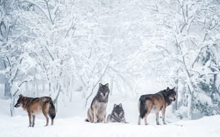 Картинка Стая хищных диких волков в зимнем лесу