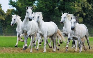 Картинка Табун белых лошадей скачет по траве