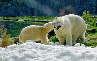 Картинка Большая белая медведица с медвежонком на снегу в зоопарке