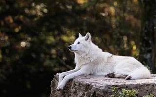 Обои Большой белый волк лежит на камне