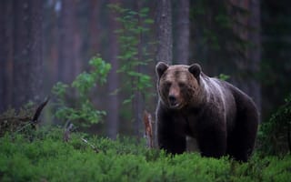 Обои Большой бурый медведь в покрытом мхом лесу