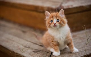 Картинка Маленький милый пушистый рыжий голубоглазый котенок