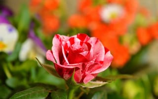 Обои Необычная красивая роза крупным планом