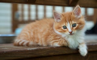 Картинка Маленький рыжий котенок с голубыми глазами лежит на лавке