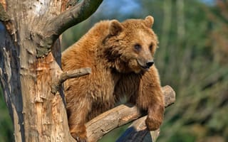Картинка Бурый медведь сидит на сухом дереве