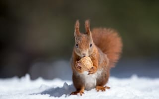 Картинка Маленькая рыжая белка с орехом на снегу