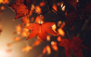 Картинка Яркие оранжевые осенние листья в лучах солнца