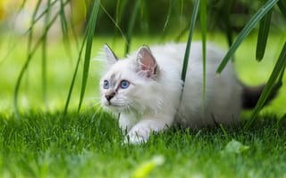 Обои Белый породистый котенок с голубыми глазами на зеленой траве