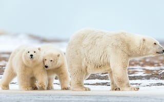 Картинка Большая белая медведица идет по снегу с маленькими медвежатами