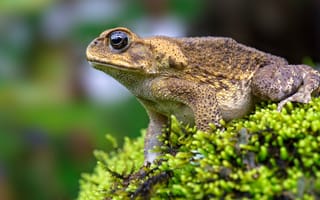 Картинка Большая жаба сидит на покрытом мхом камне