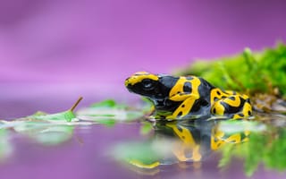Картинка Ядовитая лягушка древолаз в воде
