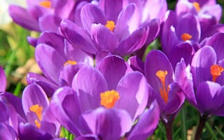 Картинка Фиолетовые крокусы в лучах солнца крупным планом