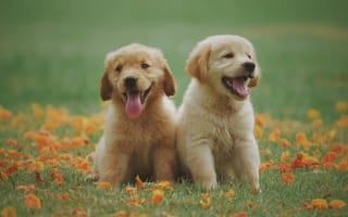 Обои Два желтых щенка золотистого ретривера сидят на траве