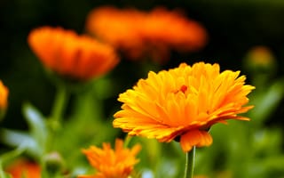 Обои Оранжевый красивый цветок календулы крупным планом