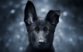 Картинка Черный щенок овчарки с опущенным ухом