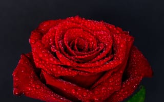Картинка Цветок красной розы в каплях воды на сером фоне