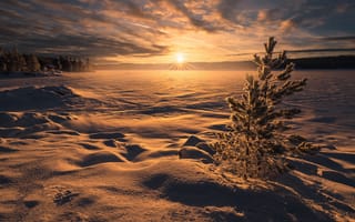 Картинка Заснеженное поле с елью на рассвете зимой