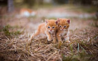 Картинка Два милых голубоглазых котенка на траве