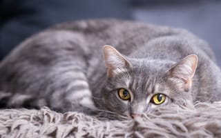 Картинка Красивый серый кот лежит на покрывале
