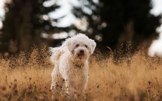 Картинка Белая пушистая породистая собака в траве