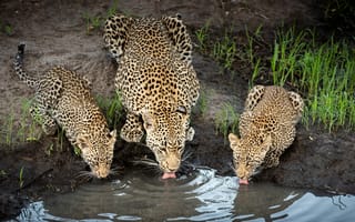 Картинка Леопард с детенышами пьют воду в пруду