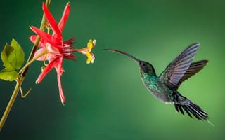 Картинка Маленькая птичка колибри пьет нектар с цветка