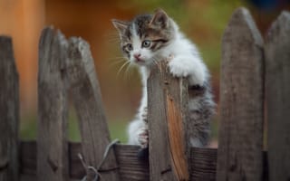 Картинка Маленький забавный котенок на заборе